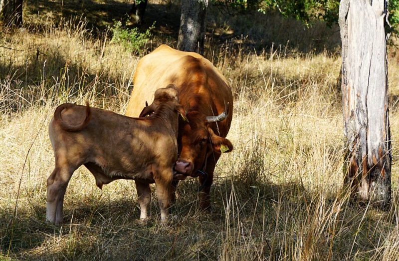 Hohenloher-Freilandmuseum-Limpurger-Rind-800x523