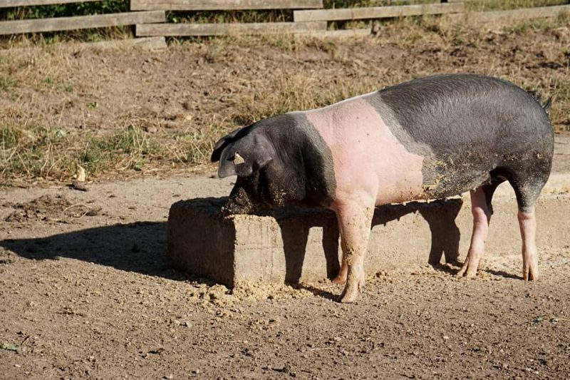 Schwaebisch-Haellisches-Landschwein