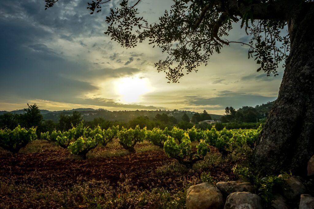 Scenic vineyard at sunset with rolling hills in the background.