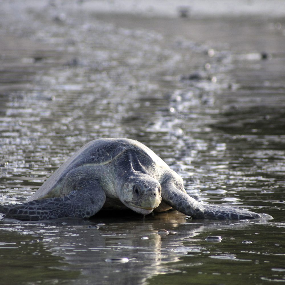 Olive Ridley