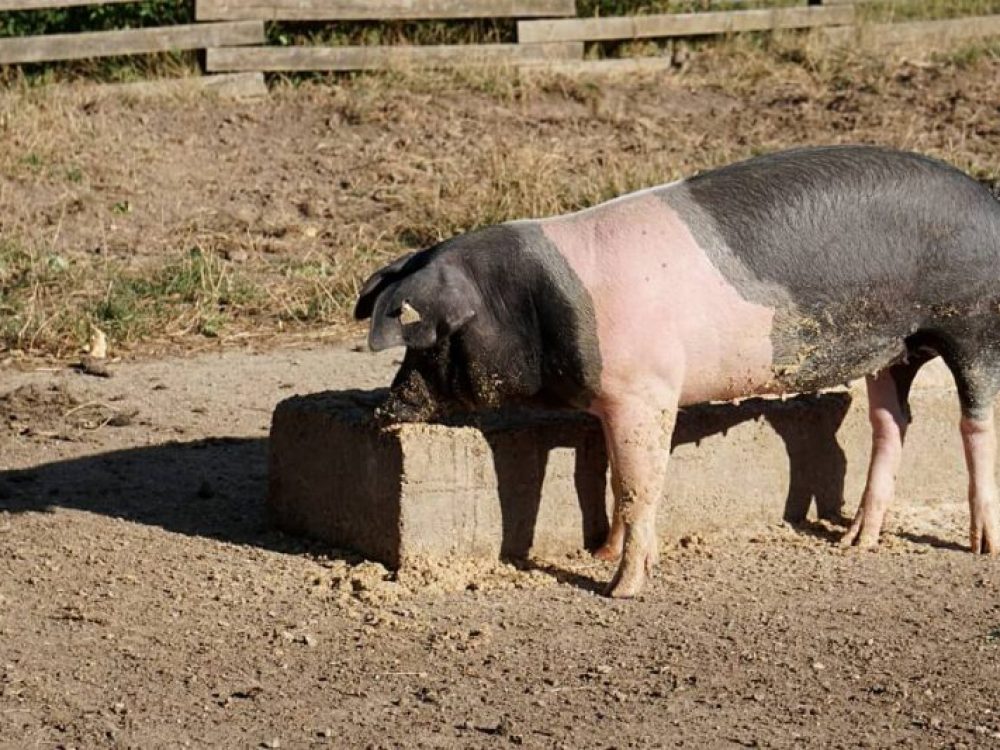 Schwaebisch-Haellisches-Landschwein