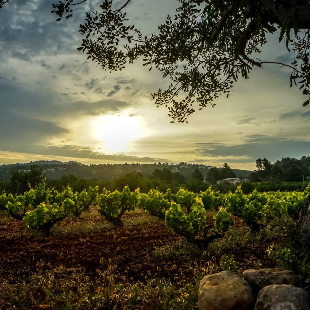 Scenic vineyard at sunset with rolling hills in the background.